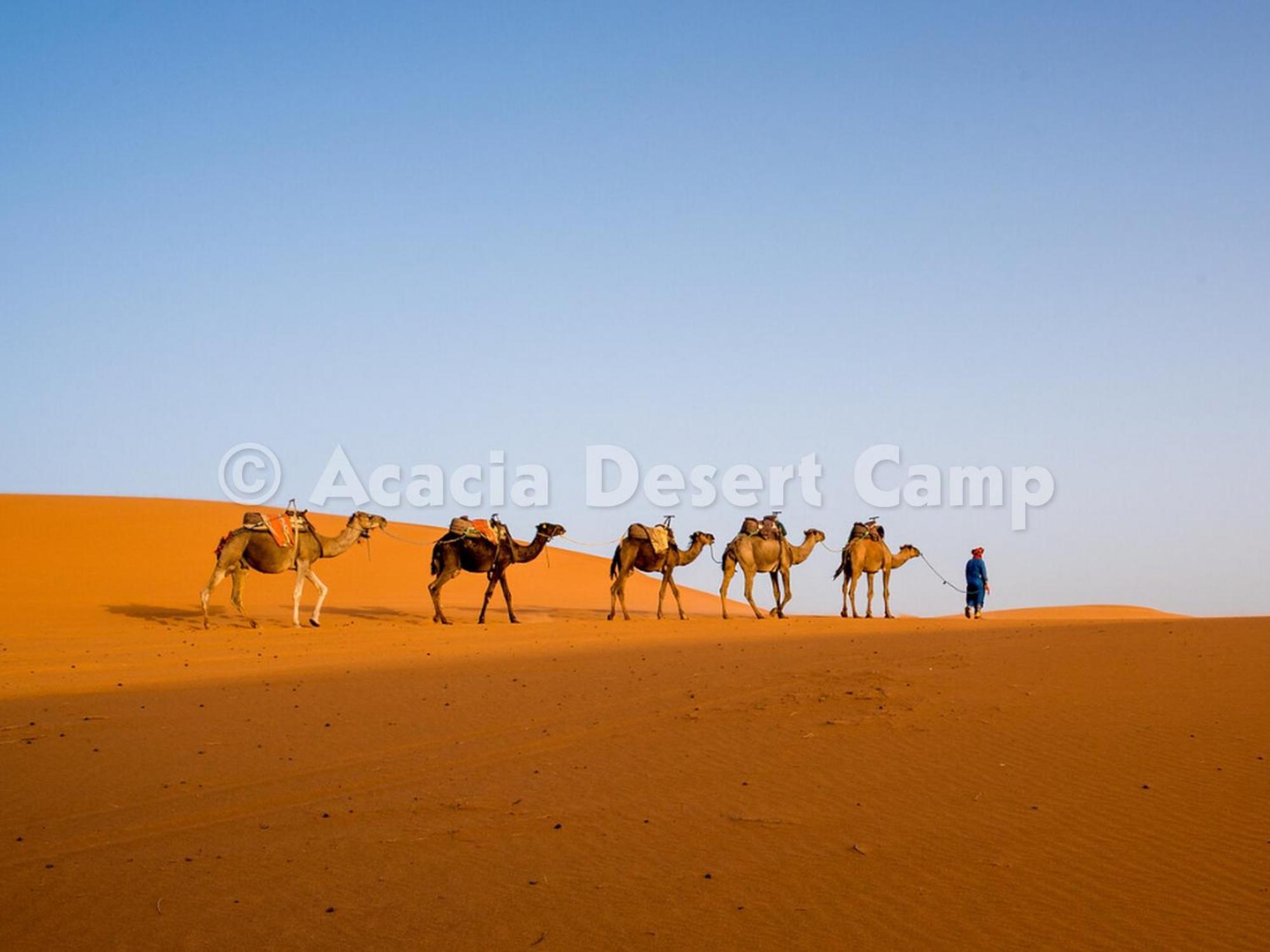梅尔祖卡 Acacia Desert Camp酒店 外观 照片